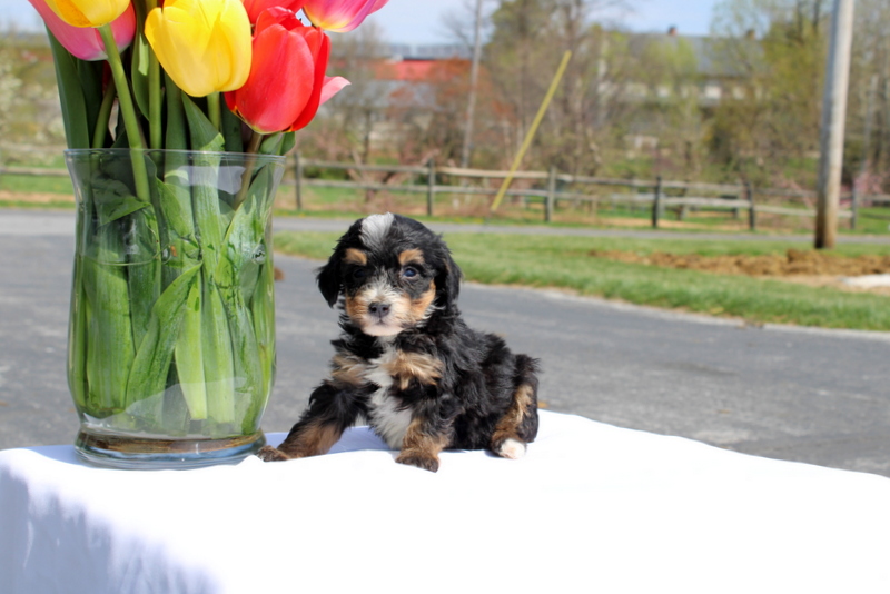 puppy, for, sale, Mini Bernedoodle F2, Matthew B. Stoltzfus, dog, breeder, Gap, PA, dog-breeder, puppy-for-sale, forsale, nearby, find, puppyfind, locator, puppylocator, aca